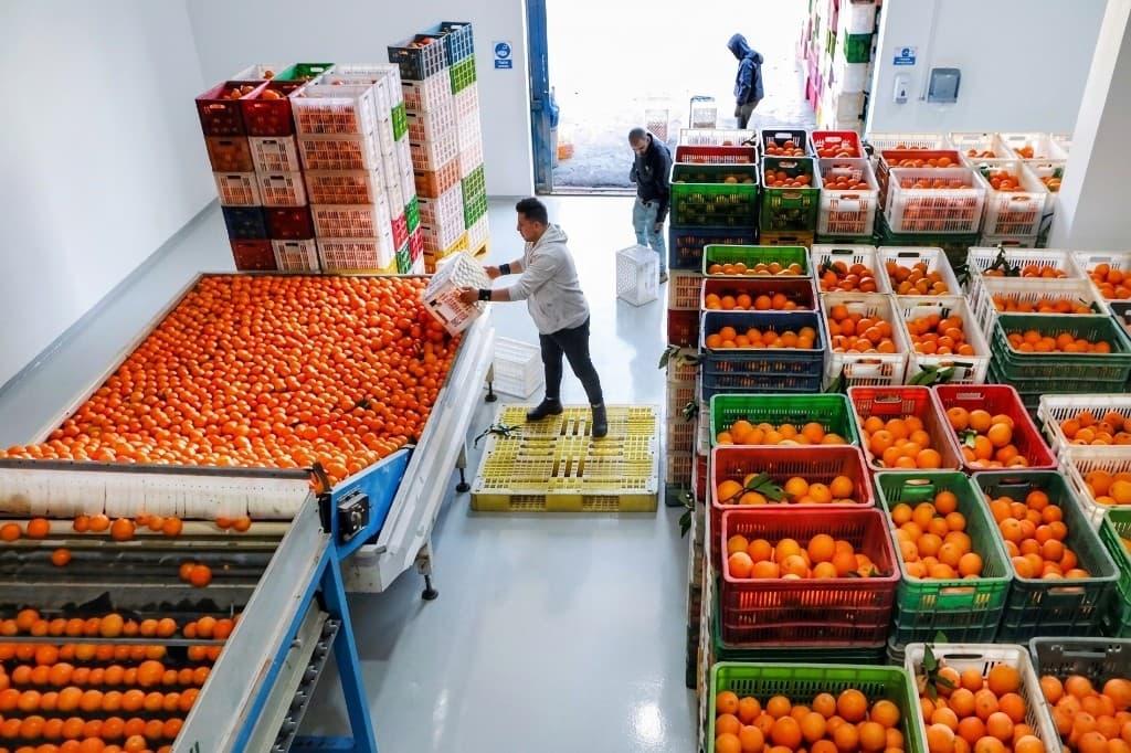 Fresh fruit and vegetable quality inspection and sorting