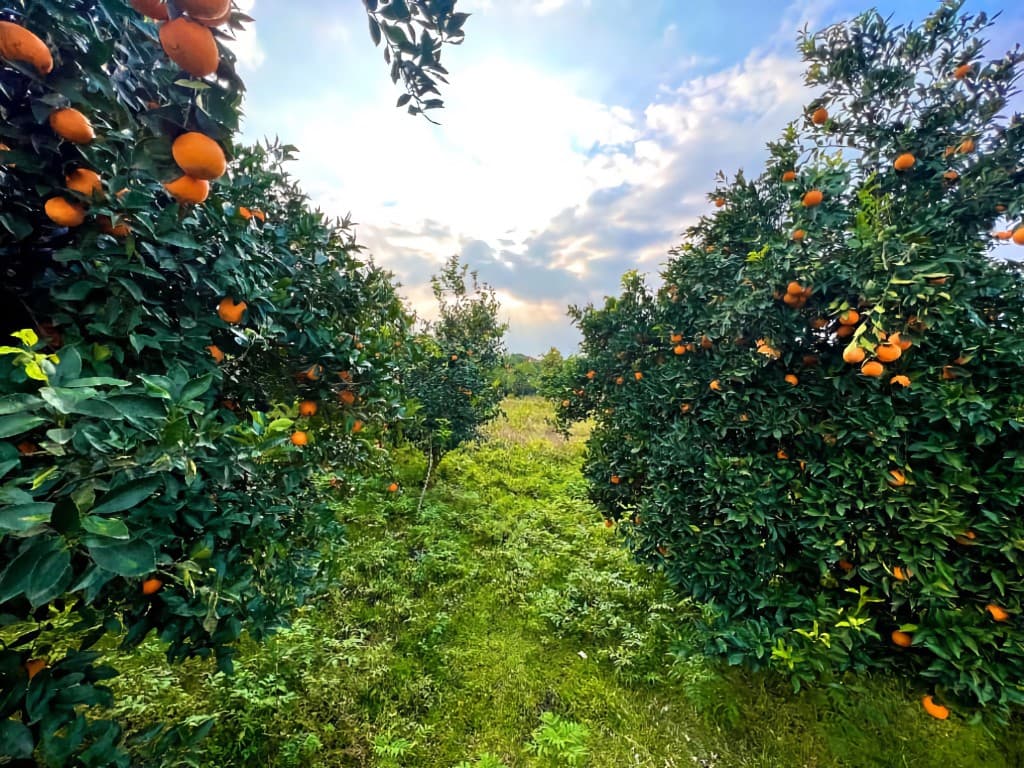 Fresh citrus orchards for produce trading supply