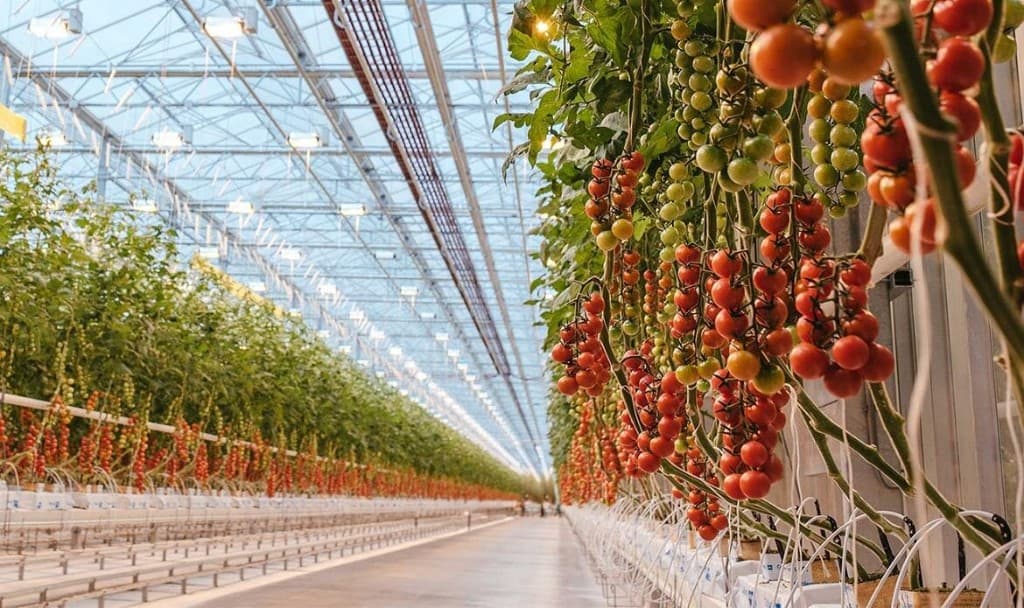 Modern greenhouses supporting quality vegetable supply